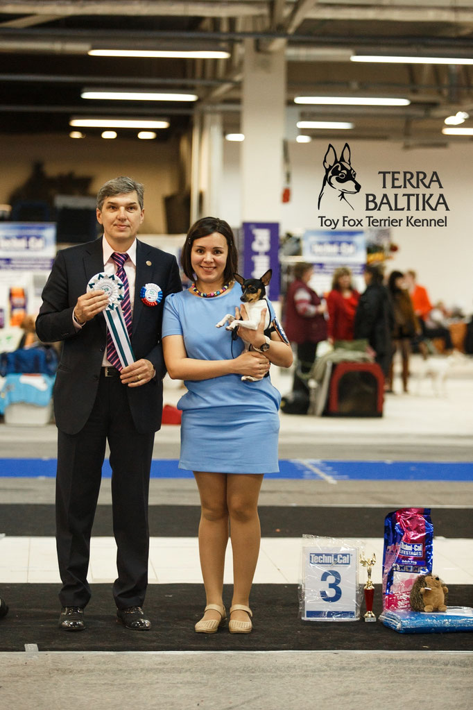 #тойфокстерьер #амертой #террабалтика #toyfoxterrier #terrabaltika #puppies #kennel