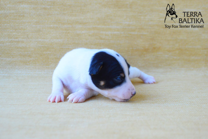 #тойфокстерьер #амертой #террабалтика #toyfoxterrier #terrabaltika #puppies #kennel