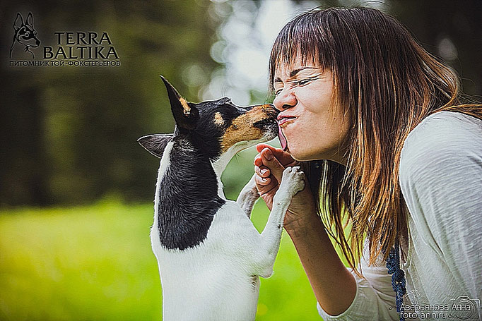 #тойфокстерьер #амертой #террабалтика #toyfoxterrier #terrabaltika #puppies #kennel