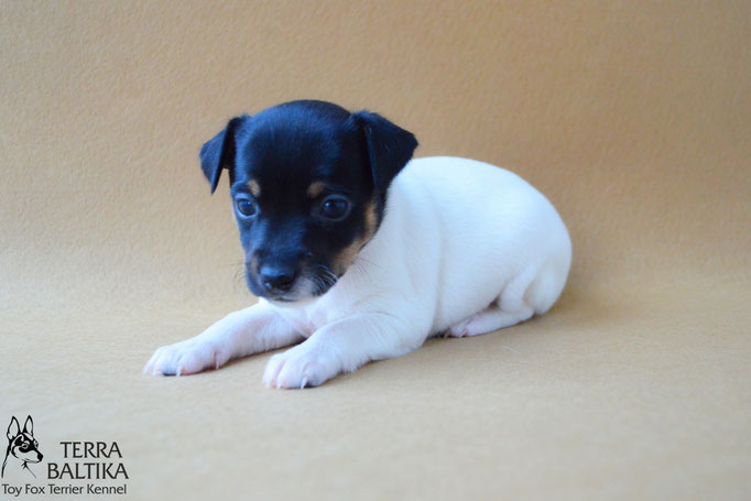 #тойфокстерьер #амертой #террабалтика #toyfoxterrier #terrabaltika #puppies #kennel #маленькаясобака #минипорода #маленькаяпородасобак #собачканамаленькихножках #американскийтойфокстерьер #тойфокс #americantoyfoxterrier