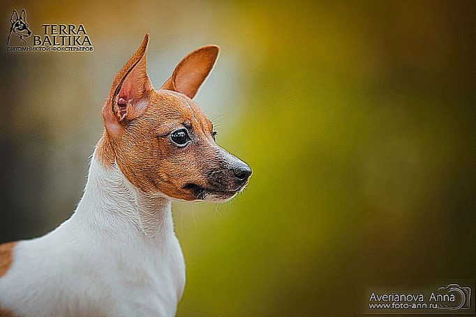 #тойфокстерьер #амертой #террабалтика #toyfoxterrier #terrabaltika #puppies #kennel