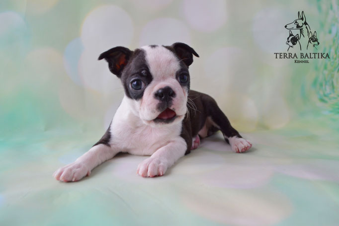 бостон терьер, бостонский терьер, boston terrier, бостон, щенки бостона, питомник бостонов