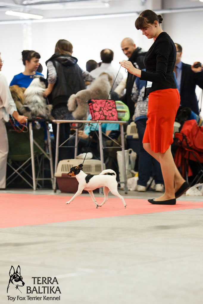 #тойфокстерьер #амертой #террабалтика #toyfoxterrier #terrabaltika #puppies #kennel