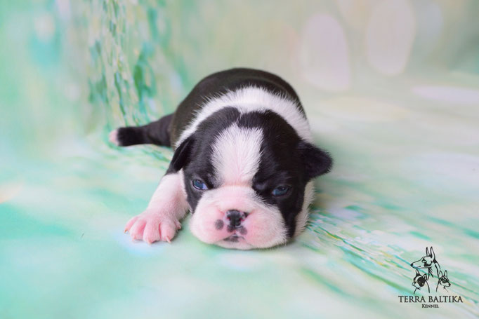 бостон терьер, бостонский терьер, boston terrier, бостон, щенки бостона, питомник бостонов