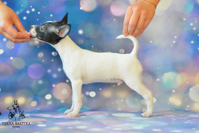 Той-фокстерьер, той-фокс, амертой, американский той-фокстерьер, Toy Fox Terrier