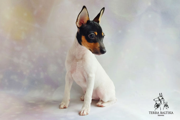 Той-фокстерьер, амертой, той-фокс, тфт, американский той-фокстерьер, Toy Fox Terrier, Terra Baltika, Терра Балтика, щенки той-фокстерьера, питомник той-фокстерьер