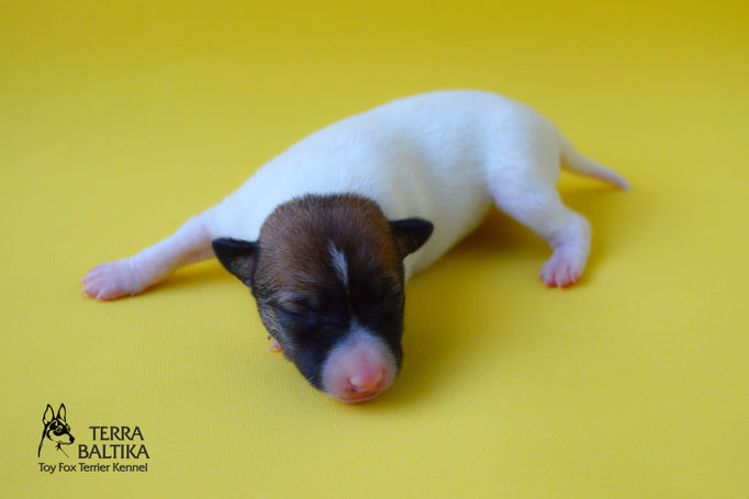 #тойфокстерьер #амертой #террабалтика #toyfoxterrier #terrabaltika #puppies #kennel