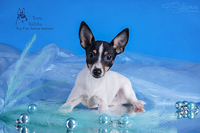 #тойфокстерьер #амертой #террабалтика #toyfoxterrier #terrabaltika #puppies #kennel