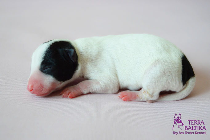 #тойфокстерьер #амертой #террабалтика #toyfoxterrier #terrabaltika #puppies #kennel