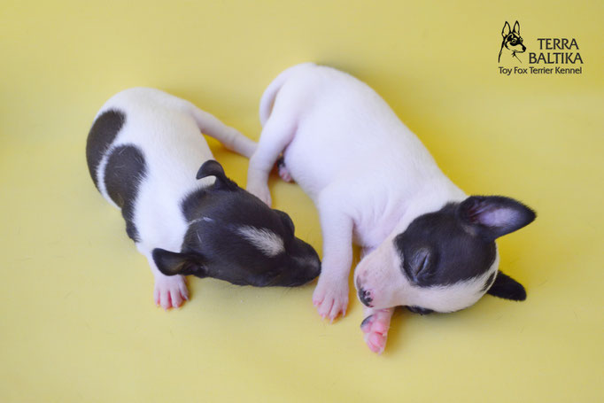 #тойфокстерьер #амертой #террабалтика #toyfoxterrier #terrabaltika #puppies #kennel