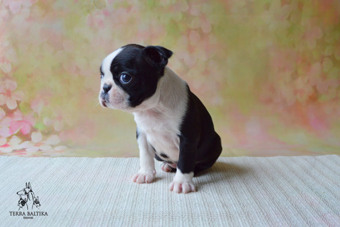 бостон терьер, бостонский терьер, boston terrier, бостон, щенки бостона, питомник бостонов