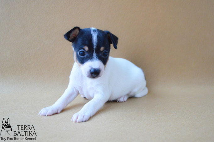 #тойфокстерьер #амертой #террабалтика #toyfoxterrier #terrabaltika #puppies #kennel #маленькаясобака #минипорода #маленькаяпородасобак #собачканамаленькихножках #американскийтойфокстерьер #тойфокс #americantoyfoxterrier