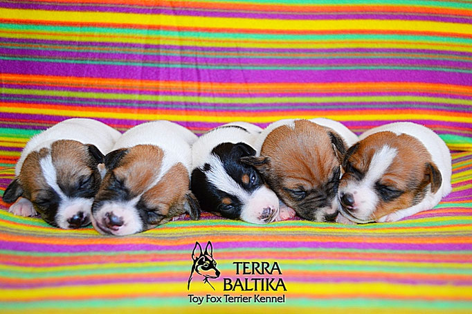 #тойфокстерьер #амертой #террабалтика #toyfoxterrier #terrabaltika #puppies #kennel