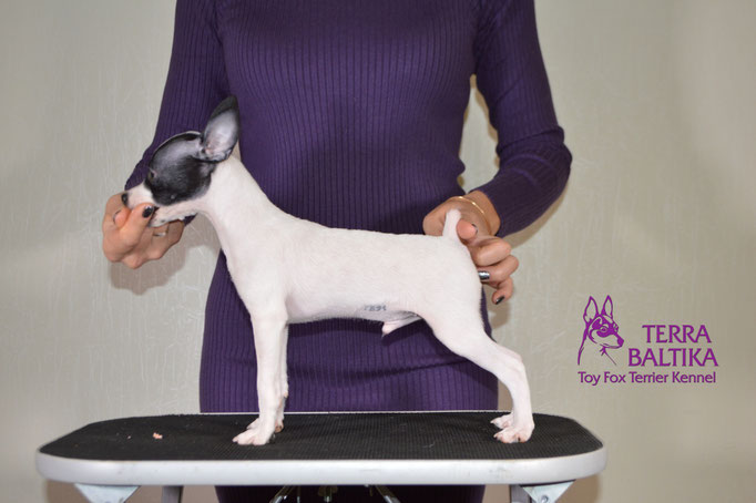#тойфокстерьер #амертой #террабалтика #toyfoxterrier #terrabaltika #puppies #kennel