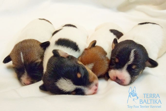 #тойфокстерьер #амертой #террабалтика #toyfoxterrier #terrabaltika #puppies #kennel