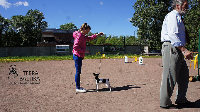 #тойфокстерьер #амертой #террабалтика #toyfoxterrier #terrabaltika #puppies #kennel