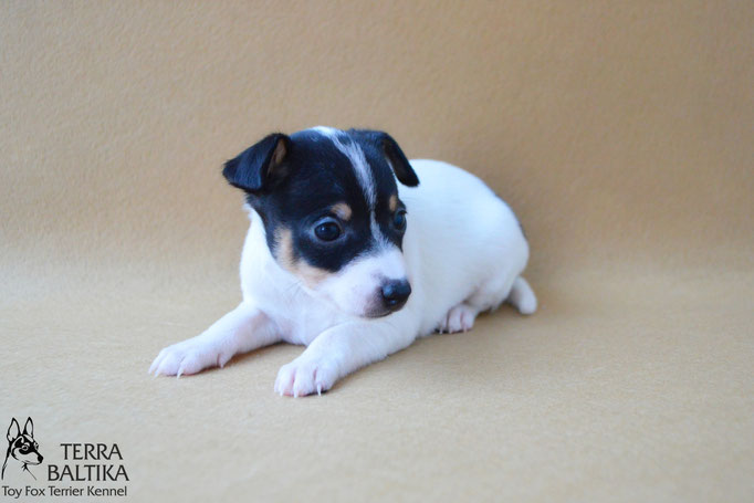 #тойфокстерьер #амертой #террабалтика #toyfoxterrier #terrabaltika #puppies #kennel #маленькаясобака #минипорода #маленькаяпородасобак #собачканамаленькихножках #американскийтойфокстерьер #тойфокс #americantoyfoxterrier