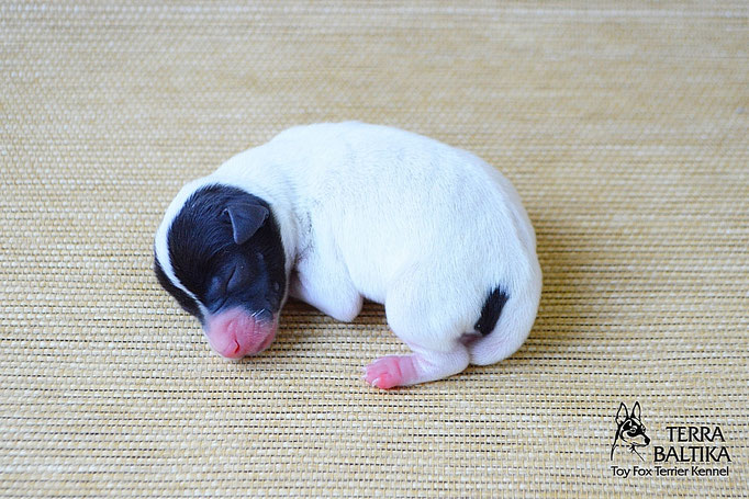 #тойфокстерьер #амертой #террабалтика #toyfoxterrier #terrabaltika #puppies #kennel
