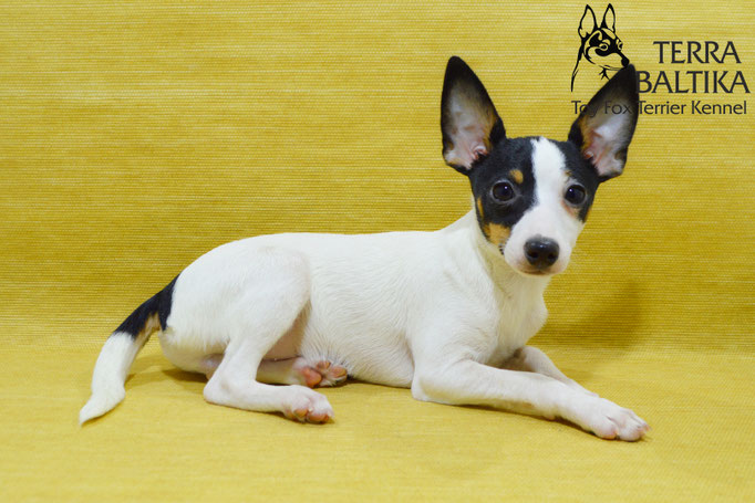 #тойфокстерьер #амертой #террабалтика #toyfoxterrier #terrabaltika #puppies #kennel