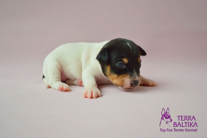#тойфокстерьер #амертой #террабалтика #toyfoxterrier #terrabaltika #puppies #kennel #маленькаясобака #минипорода #маленькаяпородасобак #собачканамаленькихножках #американскийтойфокстерьер #тойфокс #americantoyfoxterrier