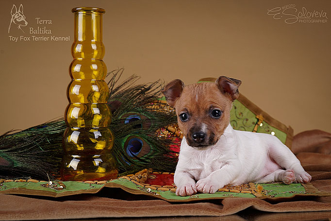 #тойфокстерьер #амертой #террабалтика #toyfoxterrier #terrabaltika #puppies #kennel