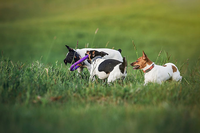 #тойфокстерьер #амертой #террабалтика #toyfoxterrier #terrabaltika #puppies #kennel