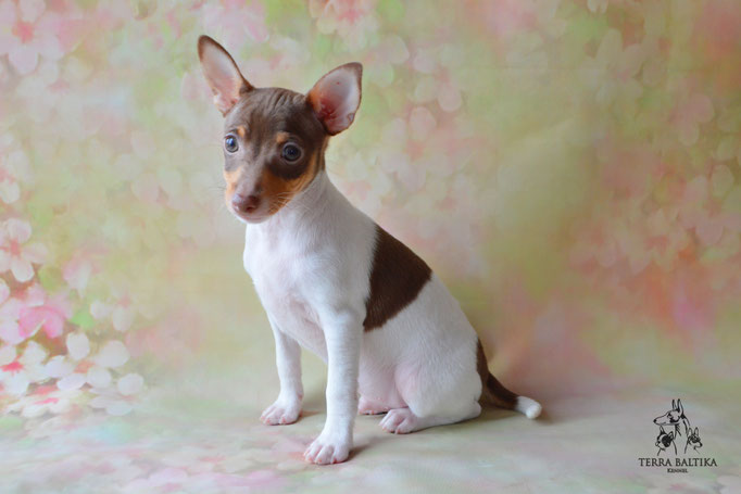 Той-фокстерьер, амертой, той-фокс, тфт, американский той-фокстерьер, Toy Fox Terrier, Terra Baltika, Терра Балтика, щенки той-фокстерьера, питомник той-фокстерьер