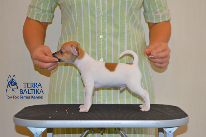 #тойфокстерьер #амертой #террабалтика #toyfoxterrier #terrabaltika #puppies #kennel #маленькаясобака #минипорода #маленькаяпородасобак #собачканамаленькихножках #американскийтойфокстерьер #тойфокс #americantoyfoxterrier