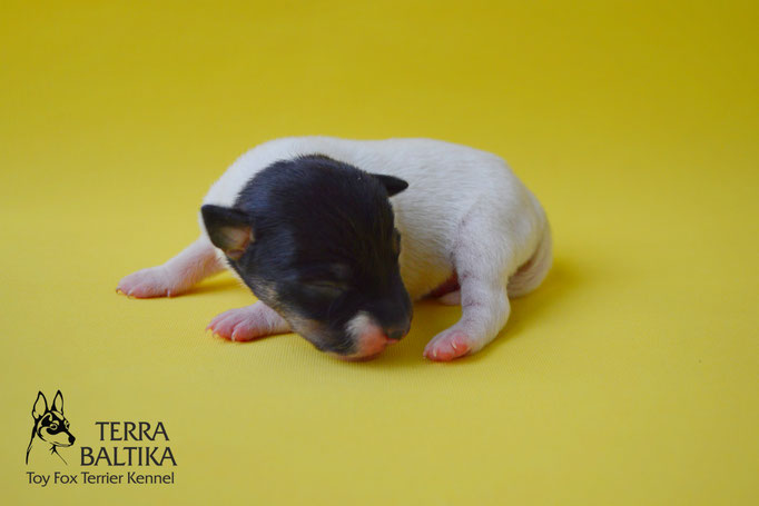 #тойфокстерьер #амертой #террабалтика #toyfoxterrier #terrabaltika #puppies #kennel #маленькаясобака #минипорода #маленькаяпородасобак #собачканамаленькихножках #американскийтойфокстерьер #тойфокс #americantoyfoxterrier