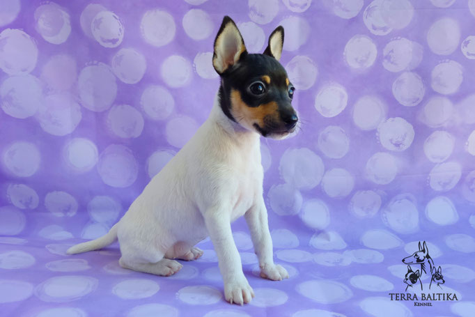 Той-фокстерьер, амертой, той-фокс, тфт, американский той-фокстерьер, Toy Fox Terrier, Terra Baltika, Терра Балтика, щенки той-фокстерьера, питомник той-фокстерьер