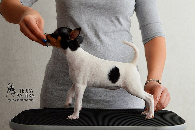 #тойфокстерьер #амертой #террабалтика #toyfoxterrier #terrabaltika #puppies #kennel