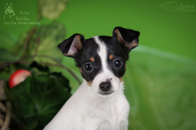 #тойфокстерьер #амертой #террабалтика #toyfoxterrier #terrabaltika #puppies #kennel