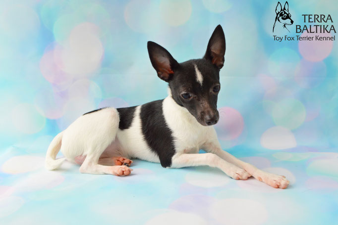 #тойфокстерьер #амертой #террабалтика #toyfoxterrier #terrabaltika #puppies #kennel
