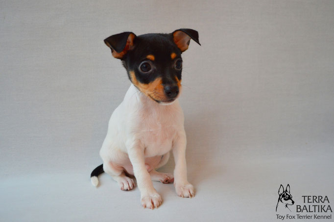 #тойфокстерьер #амертой #террабалтика #toyfoxterrier #terrabaltika #puppies #kennel #маленькаясобака #минипорода #маленькаяпородасобак #собачканамаленькихножках #американскийтойфокстерьер #тойфокс #americantoyfoxterrier