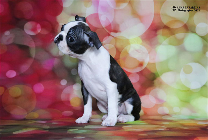 Бостон терьер, бостонский терьер, Boston terrier, щенки бостона, питомник бостон терьеров, Terra Baltika, Терра Балтика