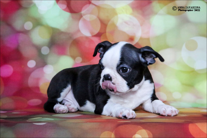 Бостон терьер, бостонский терьер, Boston terrier, щенки бостона, питомник бостон терьеров, Terra Baltika, Терра Балтика