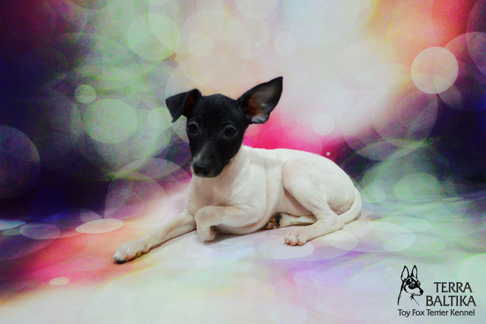 #тойфокстерьер #амертой #террабалтика #toyfoxterrier #terrabaltika #puppies #kennel