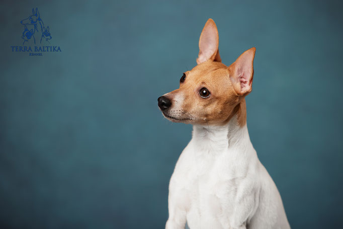 той-фокстерьер, той-фокс, амертой, американский той-фокстерьер, toy fox terrier, terra baltika, терра балтика