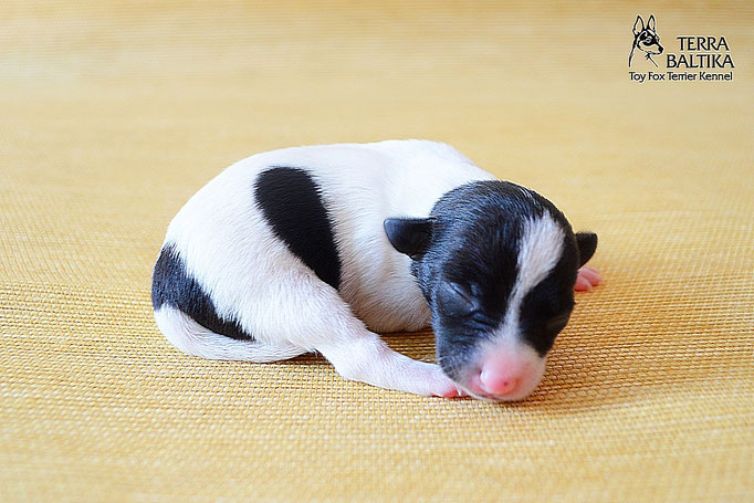 #тойфокстерьер #амертой #террабалтика #toyfoxterrier #terrabaltika #puppies #kennel