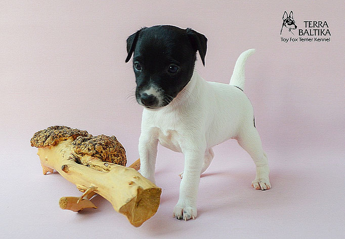 #тойфокстерьер #амертой #террабалтика #toyfoxterrier #terrabaltika #puppies #kennel