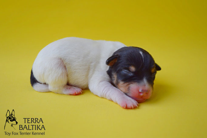 #тойфокстерьер #амертой #террабалтика #toyfoxterrier #terrabaltika #puppies #kennel #маленькаясобака #минипорода #маленькаяпородасобак #собачканамаленькихножках #американскийтойфокстерьер #тойфокс #americantoyfoxterrier