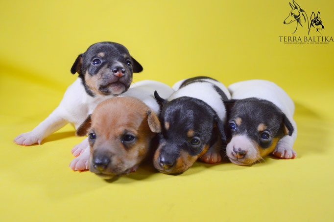 #тойфокстерьер #амертой #террабалтика #toyfoxterrier #terrabaltika #puppies #kennel