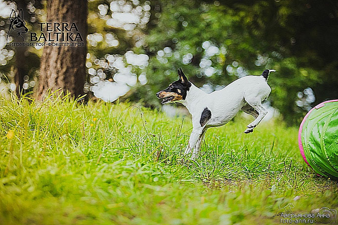 #тойфокстерьер #амертой #террабалтика #toyfoxterrier #terrabaltika #puppies #kennel