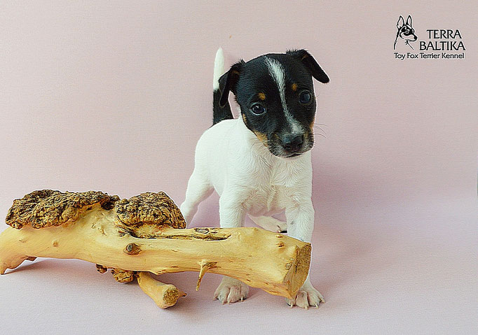 #тойфокстерьер #амертой #террабалтика #toyfoxterrier #terrabaltika #puppies #kennel
