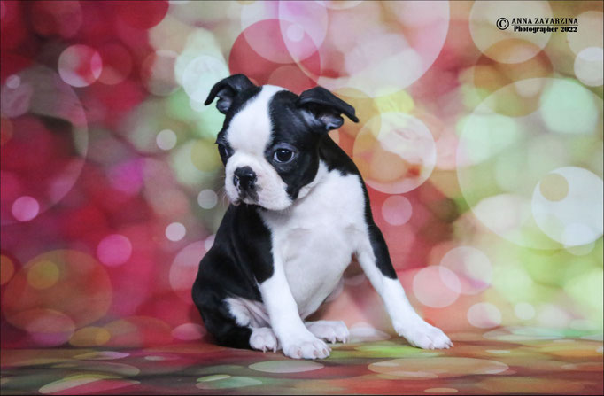Бостон терьер, бостонский терьер, Boston terrier, щенки бостона, питомник бостон терьеров, Terra Baltika, Терра Балтика