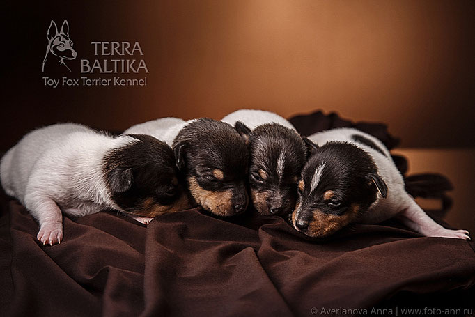 #тойфокстерьер #амертой #террабалтика #toyfoxterrier #terrabaltika #puppies #kennel