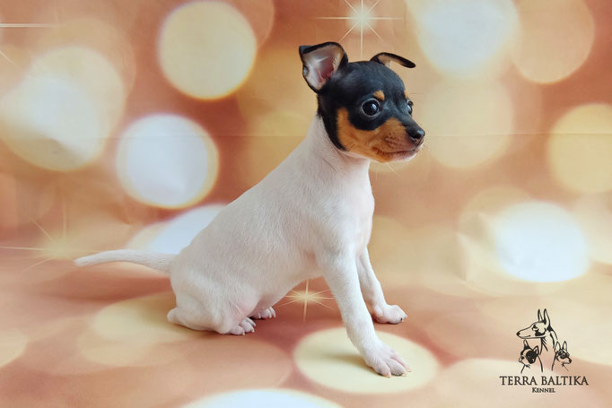 Той-фокстерьер, той-фокс, амертой, тфт, американский той-фокстерьер, Toy fox Terrier