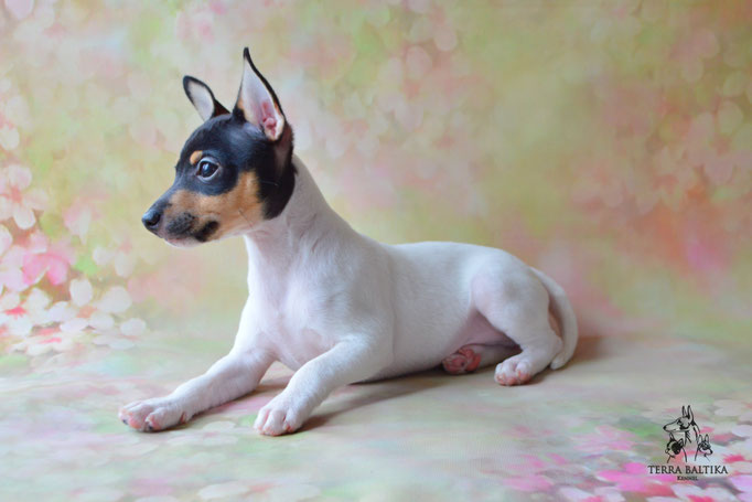 Той-фокстерьер, амертой, той-фокс, тфт, американский той-фокстерьер, Toy Fox Terrier, Terra Baltika, Терра Балтика, щенки той-фокстерьера, питомник той-фокстерьер