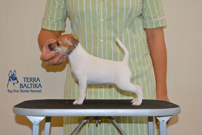 #тойфокстерьер #амертой #террабалтика #toyfoxterrier #terrabaltika #puppies #kennel #маленькаясобака #минипорода #маленькаяпородасобак #собачканамаленькихножках #американскийтойфокстерьер #тойфокс #americantoyfoxterrier