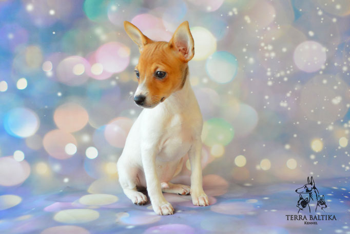 Той-фокстерьер, той-фокс, амертой, американский той-фокстерьер, Toy Fox Terrier
